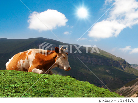 Cow grazing on green grass in summer 5124176