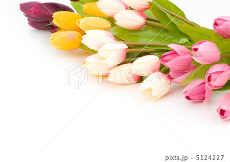 Many tulips isolated on the white background Many tulips isolated on the white background 5124227