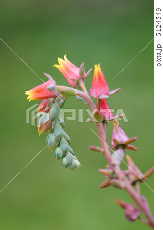 エケベリア・エレガンス　和名は七福神 5124549