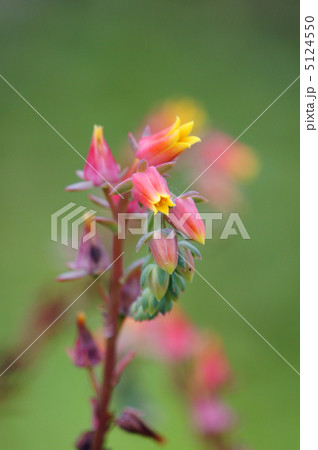 エケベリア・エレガンス　和名は七福神 5124550