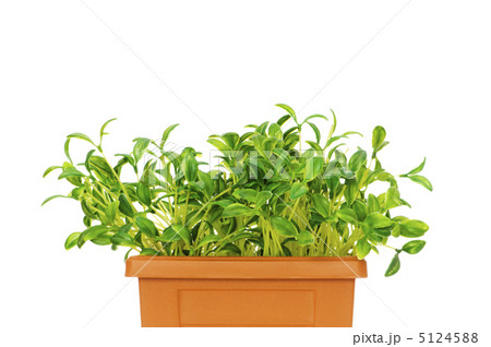 Green seedlings growing in the clay pot 5124588