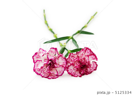 Red carnation isolated on the white background Red carnation isolated on the white background 5125334