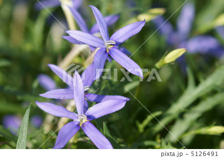 イソトマ　桔梗科の花です。　星桔梗に似ています。 5126491