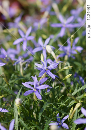 イソトマ　桔梗科の花です。　星桔梗に似ています。 5126492