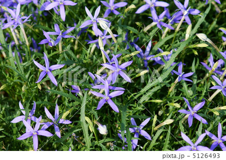 イソトマ　桔梗科の花です。　星桔梗に似ています。 5126493