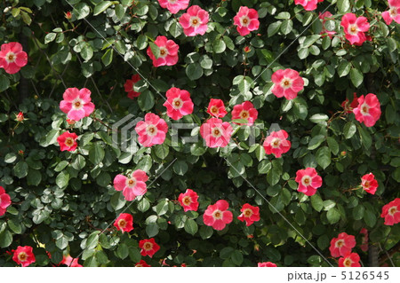 ピンクメディランド 5126545