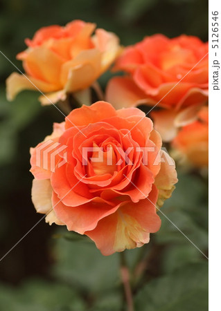 ブラスバンド 5126546