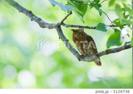 コノハズク コノハズク 5126736