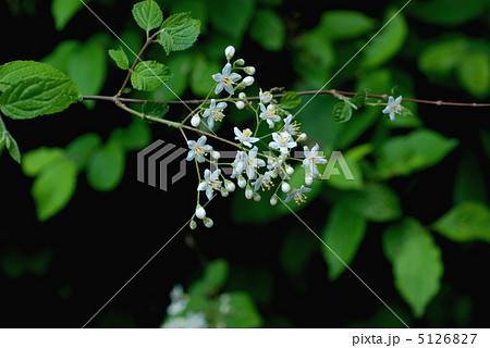 マルバウツギ マルバウツギ 5126827