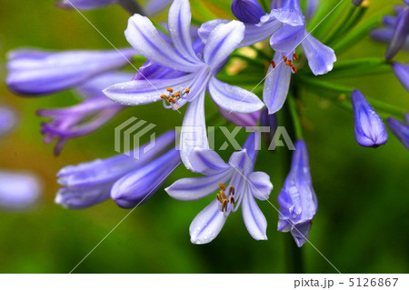アガパンサスの花 アガパンサスの花 5126867