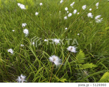 ワタスゲ 5126960