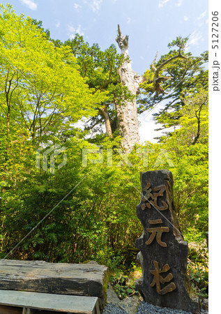 屋久島 紀元杉 屋久島 紀元杉 5127206