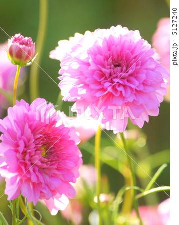 コスモス（ダブルクリック） 5127240