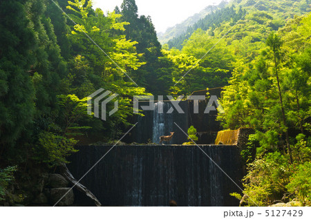 屋久島　安房林道　ダム　屋久鹿 5127429