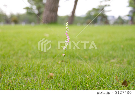 一本ネジ花 一本ネジ花 5127430