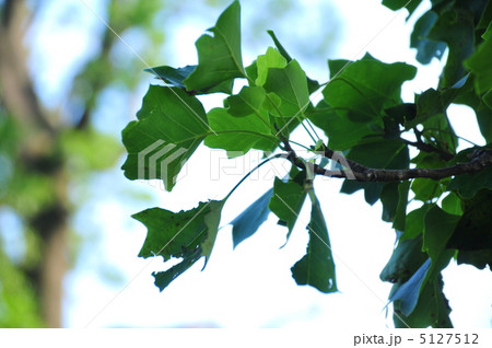 夏の葉 5127512