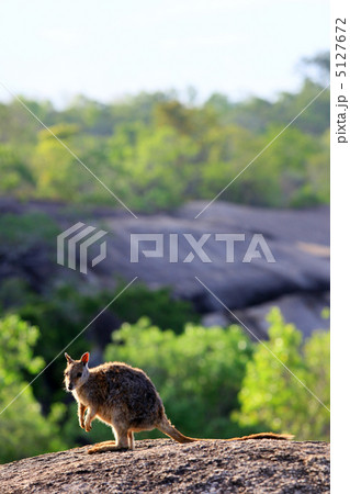 佇む単独ワラビー 5127672