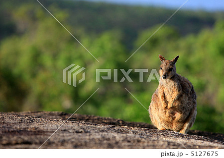 佇む単独ワラビー 5127675