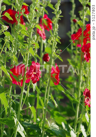 タチアオイ 5127803