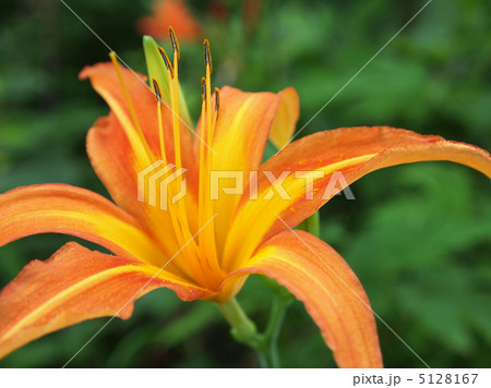 カンゾウ 5128167