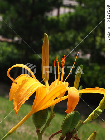 カンゾウ 5128169