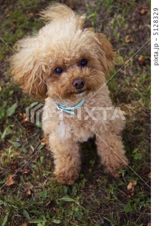 見上げるトイプードル 5128329