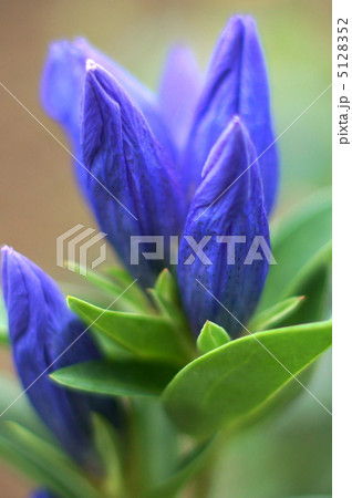 リンドウ(青紫):竜胆 リンドウ(青紫):竜胆 5128352