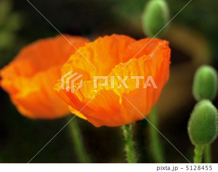 オリエンタルポピー(オレンジ):オニゲシ オリエンタルポピー(オレンジ):オニゲシ 5128455