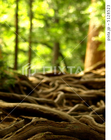 鞍馬山木の根道 5128523
