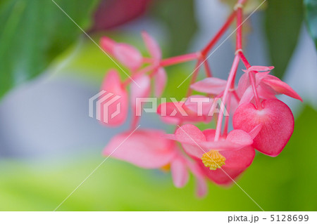 ベゴニア 5128699