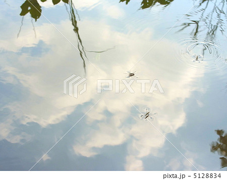 アメンボ、夏 5128834