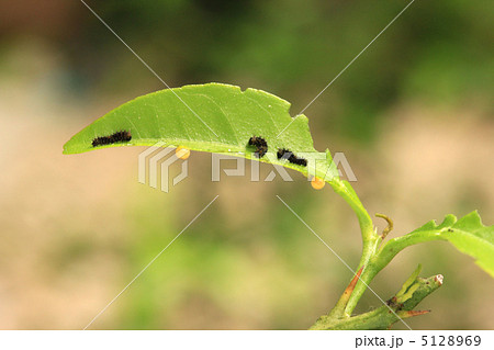 アゲハの幼虫と卵 5128969