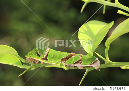 クロアゲハ５令幼虫 5128971