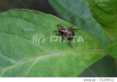 セマダラコガネ セマダラコガネ 5129012