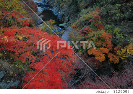 渓谷の紅葉 5129095