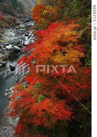 渓谷の紅葉 5129096