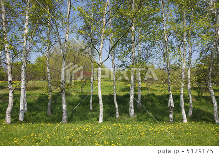 白樺 白樺 5129175