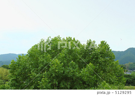 プラタナス 5129295