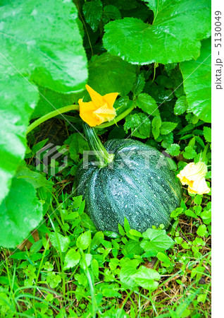 Ripen pumpkin on the field 5130049