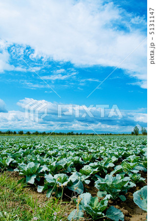 Many rows of green cabbage 5131147