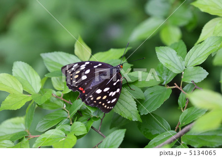 オオムラサキのメス 5134065