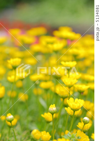 クリサンセマム・ムルチコーレの花畑 5134081