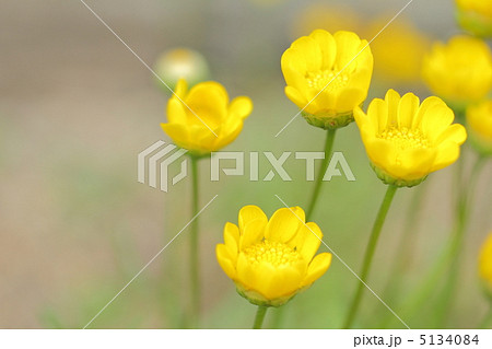 クリサンセマム・ムルチコーレ 5134084