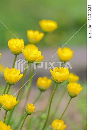 クリサンセマム・ムルチコーレ 5134085