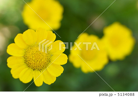 クリサンセマム・ムルチコーレ クリサンセマム・ムルチコーレ 5134088