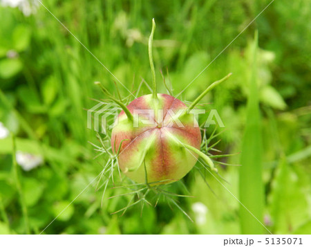 クロタネソウの実 クロタネソウの実 5135071