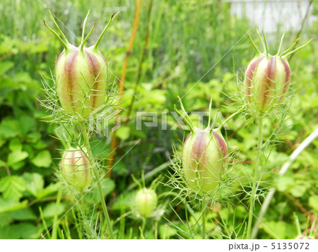 クロタネソウの実 クロタネソウの実 5135072