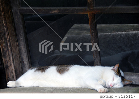昼寝する猫 5135117