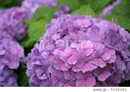 ホンアジサイ　紫　横 5135161