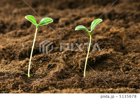 Green seedling illustrating concept of new life Green seedling illustrating concept of new life 5135678